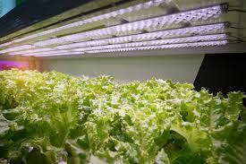 Benefits of LED grow lights for indoor plants